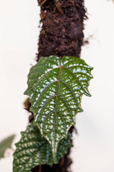 Pterisanthes sp. Papua